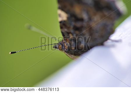 A Butterfly Cling To The Leaves In The Natural Beauty.rusalka Admiral, Vanessa Atalanta