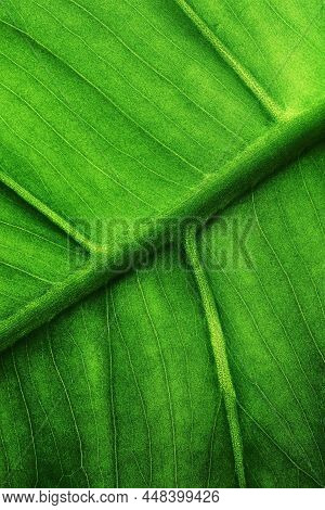 green leaf nature background.Nature background of green leaves. Background nature leaves nature background. Nature. Close up background nature of green leaves. Nature background. Green nature leaves nature background nature background