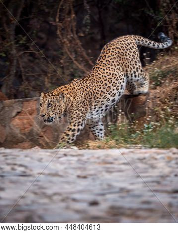 Indian Wild Male Leopard Or Panther Full Length Side Profile On Prowl Or Stroll Walking Down From Hi