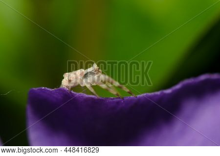 Crab Spider Thomisus Onustus On A Petal Of Bigleaf Periwinkle Vinca Major. Male. Valleseco. Gran Can