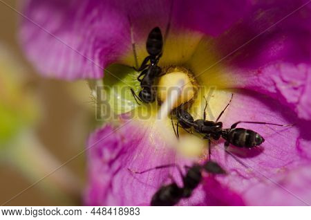 Ants Camponotus Feae On A Flower Of Cistus Horrens. Integral Natural Reserve Of Inagua. Gran Canaria