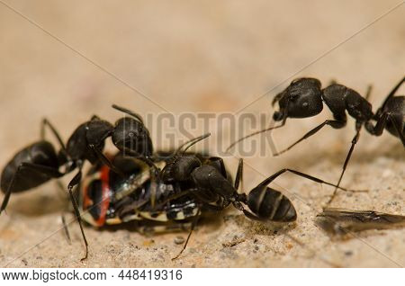 Ants Camponotus Feae Cutting Up A Shield Bug Euryderma Ornata. Integral Natural Reserve Of Inagua. T