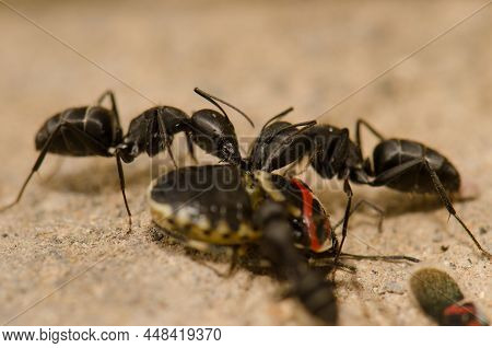 Ants Camponotus Feae Cutting Up A Shield Bug Euryderma Ornata. Integral Natural Reserve Of Inagua. T