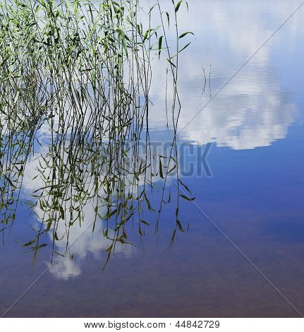 Reed en el lago.