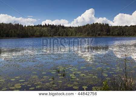 Lago del bosque.