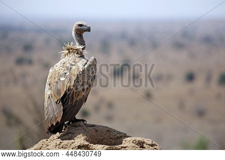White-backed Vulture (gyps Africanus) On Rock. Taita Hills, Kenya