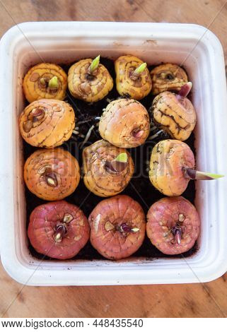 Cultivation Of Gladioli Flowers. Bulbs Of Gladioli With Small Sprouts In A Box With Soil. Germinatio