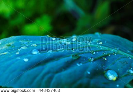 Young Cabbage Grows In A Garden Bed, Water Drops On Cabbage Leaves After Rain, Selective Focusing, T