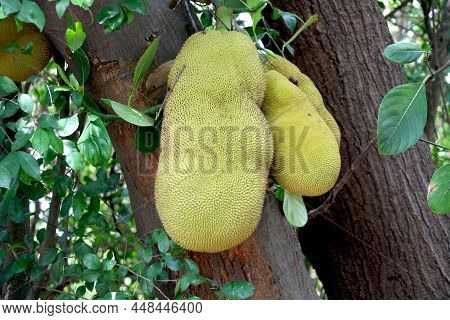 Jackfruit Tree And Three Young Jackfruits Growing Hanging From Branch,