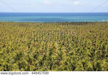 Landscape Of Gunga Beach, With Coconut Trees And Sea