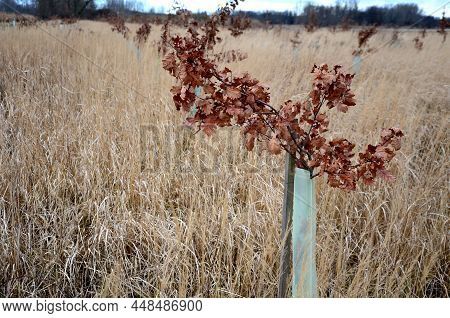 Planting Of A New Orchard, Windbreak, Bio-corridor, Alley Of Fruit Trees. Fixed To The Pole And Fenc
