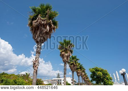 Santa Maria Di Leuca, Santa Maria Di Leuca, Puglia, Italy. August2021. The Palm Trees That Character