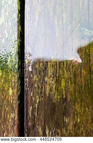 Wet Surface Of Worn Tropical Wood With Green Moss, Taken On A Domestic Terrace