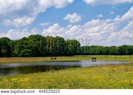 Horses In A Nature Reserve Near Arcen