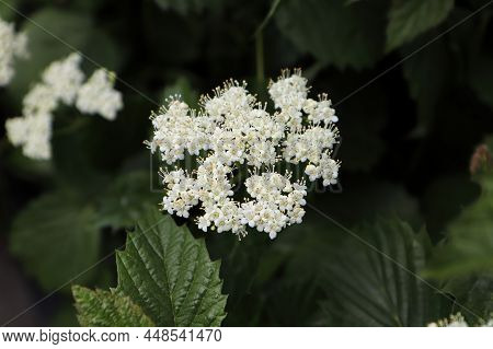White Clusters Of Flowers On An Autumn Jazz Viburnum