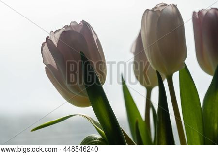 Bouquet Of Pink Tulips In Vase On Windowsill.