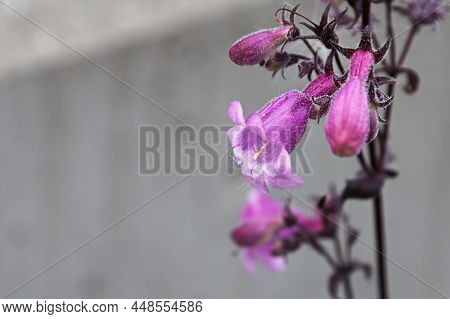 Closeup View Of Pink Trumpet Beardtongue Flowers