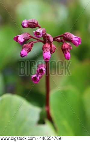 Closeup View Of The Spike Of Flowers On A Bergenia Plant