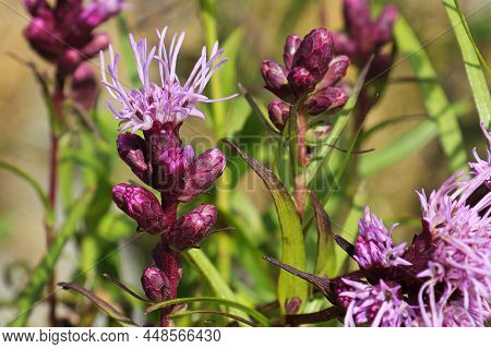 Closeup Of Pink Gayflowers Growing In The Garden