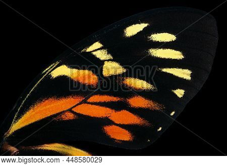 Wing Of A Bright Tropical Butterfly On Black. Papilio (pterourus) Zagreus