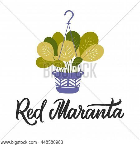 The House Plant, Red Maranta. The Boho Style And Lettering Design