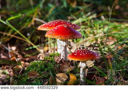 The Toxic Mushroom Amanita Muscaria, Fly Agaric Or Fly Amanita At Kendlmuehlfilz Near Grassau, An Up