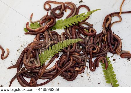 Breeding Red Worms Dendrobena. Fertile Soil. Natural Soil Improvement. Fishing Worms