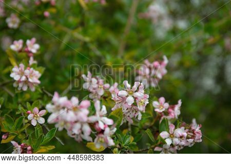 Pink Wild Flowering Plant Redclaws ( Escallonia Variegata )