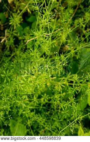 Green Catchweed Bedstraw Plant, Scientific Name Galium Aparine