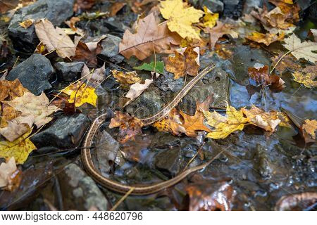Thamnophis Sirtalis Common Garter Snake Slithers Across A Pennsylvania Autumn Forest Stream With Col