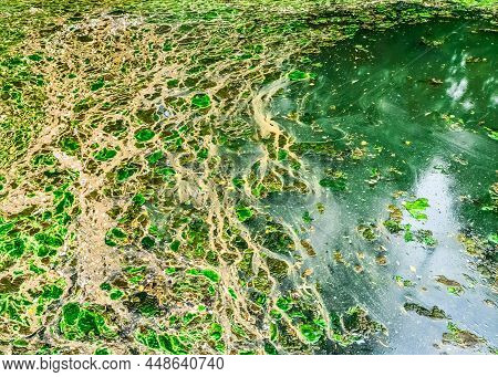 Background Texture Pattern Of Algea Forming Thick Layer On Water Surface