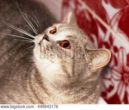 Portrait Of A Face (muzzle) Silver-gold Tabby Scottish Chinchilla Cat On A Red Background , The Them