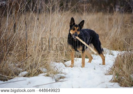 A Series Of Photos With A Dog. German Shepherd Plays In A Snowy Park In Winter. Dog With A Stick, Pe