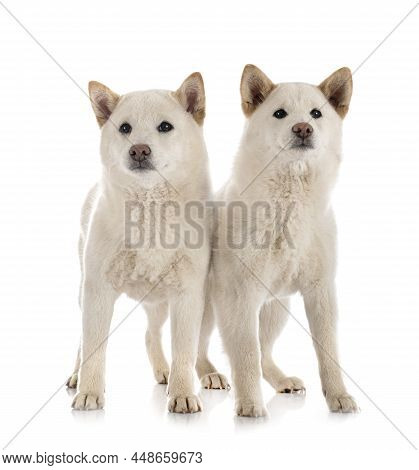 White Shiba Inus In Front Of White Background