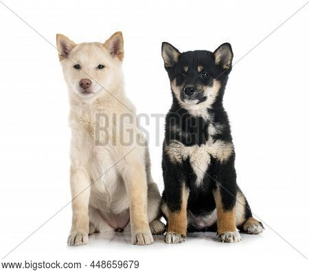 Shiba Inus In Front Of White Background