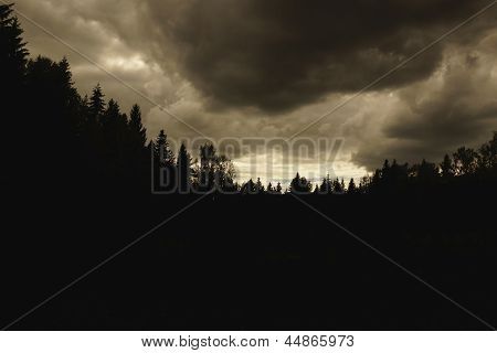 Crepúsculo en la madera de coníferas.