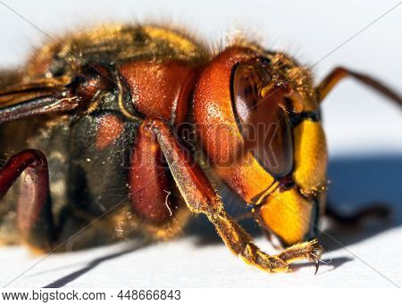 Detail Of European Hornet In Latin Vespa Crabro Isolated On White Background