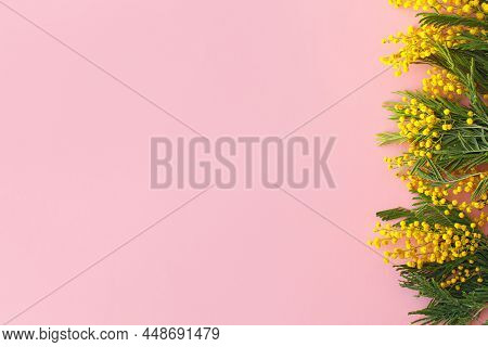 Stylish Mimosa Flowers Flat Lay On Pink Background With Space For Text. 8 March. Happy Womens Day An
