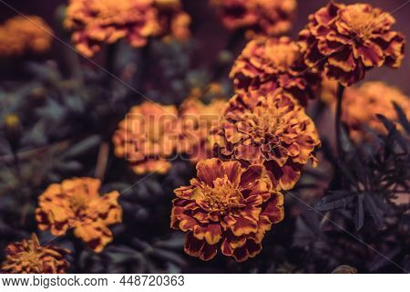 Real Beauty Nature Background. Tagetes Herb Flower Plant Asteraceae Marigolds Saffron. Bloom Golden 