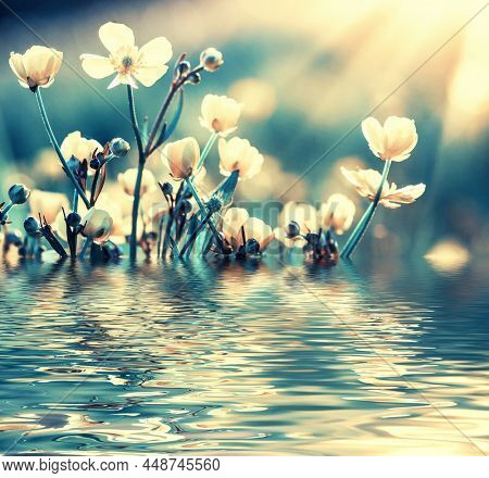 Field flower on sunlight and blurred nature background near the riple water 