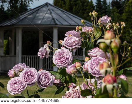 Outstanding, Old Fashioned Lavender Rose 'novalis' With Multi Layered Mauve Flowers In Bright Sunlig