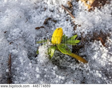 Macro Of Flowers Surrounded With White Snow - Winter Aconite (eranthis Hyemalis) Starting To Bloom I