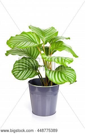 Calathea Orbifolia Plant In Pot Isolated On White Background