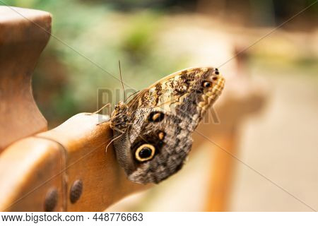 Brown Peacock Butterfly Summer Winged Insect Lepidoptera Sitting On Blurry Nature Natural Background