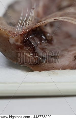 Meat And Bones Of Fresh Herring For A Delicious Dish, Carve Fish