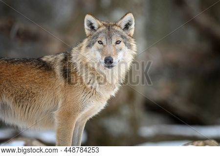 Gray Wolf In The Winter Forest. Wolf In The Nature Habitat