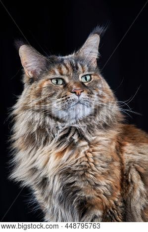 Maine Coon Cat. Studio Portrait Large Cat With Large Ears And Furry Tail Isolated On Black Backgroun