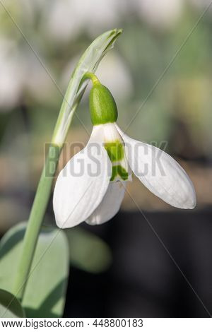 Greater Snowdrop (galanthus Elwesii) Flower
