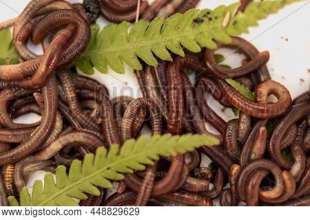 Breeding Red Worms Dendrobena. Fertile Soil. Natural Soil Improvement. Fishing Worms