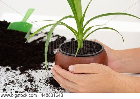 Woman Hands Holding Brown Clay Pot With Pandanus Plant On The White Background With Scattered Soil F